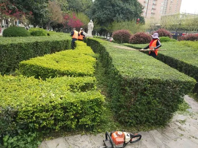 安陆宜良绿化树苗批发市场